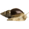 :snailreal: